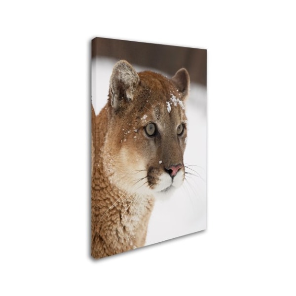 Robert Harding Picture Library 'Cougars' Canvas Art,30x47